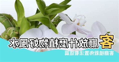 客廳 植物 風水